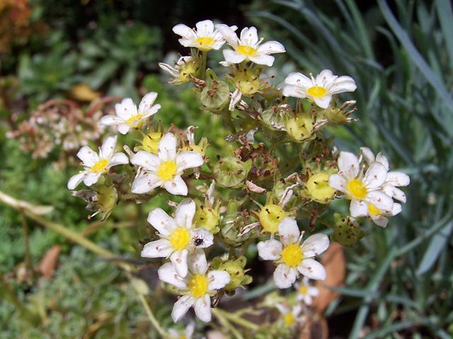 Saxifraga paniculata