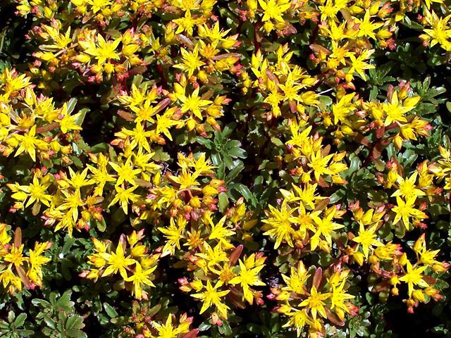 Sedum floriferum „Weihenstephaner Gold“