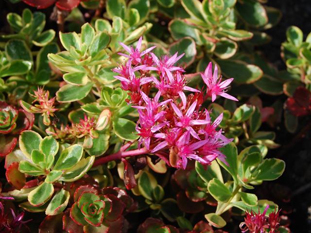 Sedum spurium „Fuldaglut“