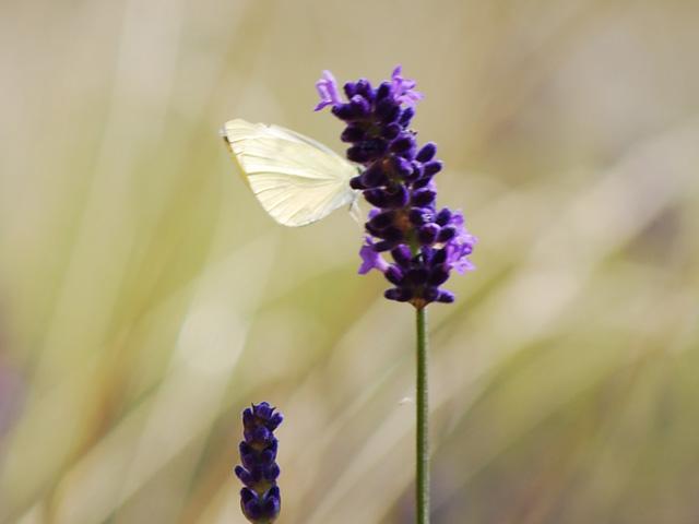 Weißer Schmetterling auf Lavendel-Blüte