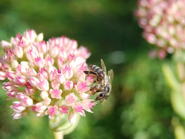 Biene auf Sedum-Blüte