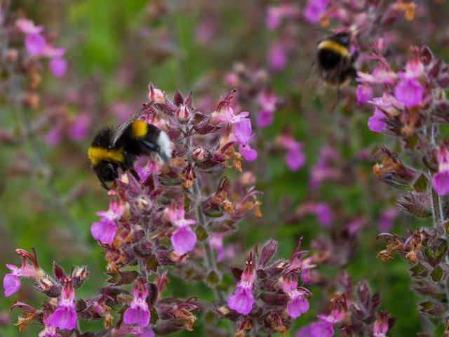 Hummel auf Thymian-Blüten