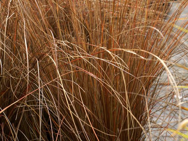 Carex buchananii