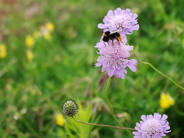 Hummel auf Acker-Witwenblume