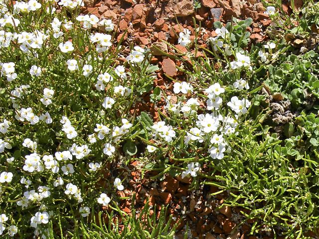 Arabis Caucasica "Schneeball"