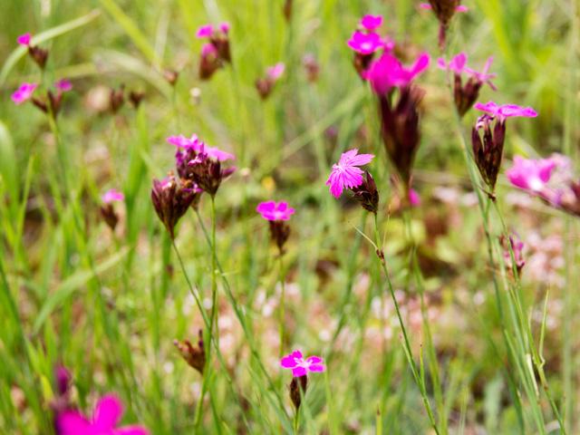 Dianthus carthusianorum