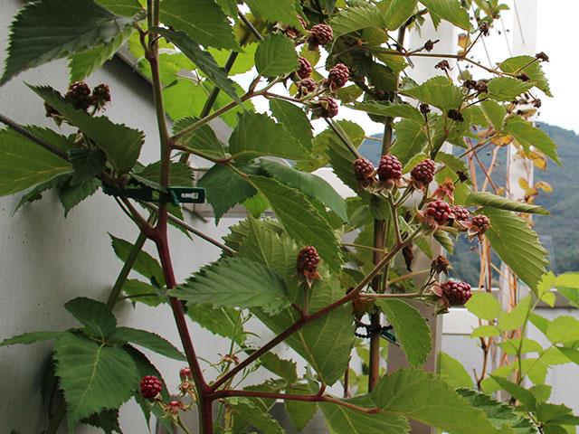 Brombeeren