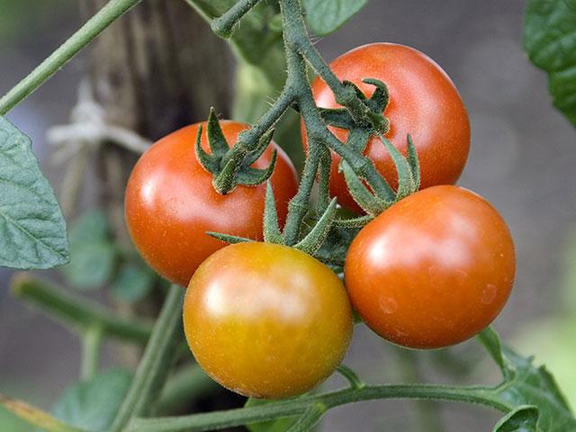 Tomaten