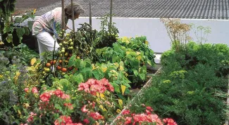 Eine Frau baut Gemüse auf dem Dach an