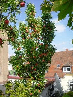 Apfelbaum mit Äpfeln auf dem Dach