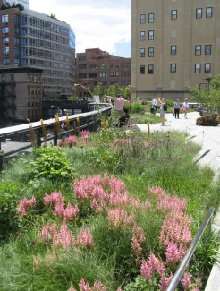 Blühender Dachgarten auf der High Line