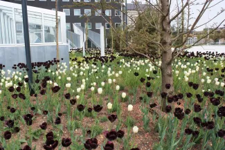 Blumenbeet mit schwarzen und weißen Tulpen
