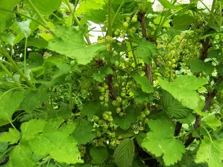 Johannisbeeren im Dachgarten