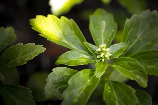 Blätter einer Sedum-Pflanze