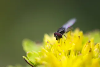 Gelbe Sedum-Blüte mit Insekt