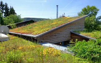 Holzhaus mit gelb blühendem, begrüntem Schrägdach