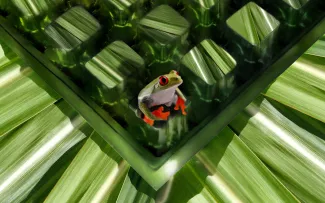 Frosch sitzt auf Dränage aus Pflanzenblättern