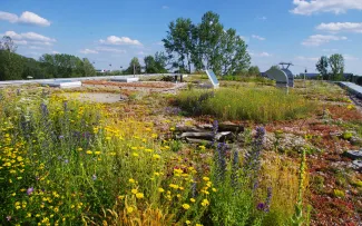 Dachbegrünung mit Kräuter, Wiesenblumen und Sedum in voller Blüte