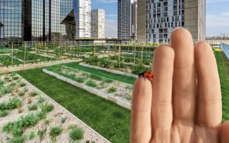 Hand mit Marienkäfer vor einem Dachgarten mit Gemüsebeeten