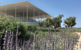 Lavendel und Olivenbäume vor einen modernen Flachdach-Gebäude