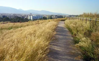 Weg führt durch hohe Ziergräser in herbstlicher Farbe