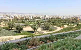 Großes Flachdach mit Olivenbäumen und mediterranen Pflanzen