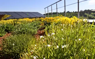 Blühendes Gründach mit Solar und Geländer