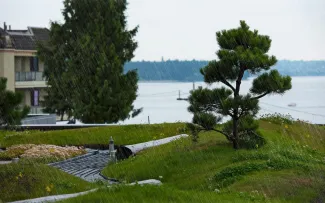 Dachgarten mit Rasen und kleinen Kiefern im Regen