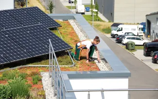 Person mit Absturzsicherung auf einem begrünten Dach mit Solar