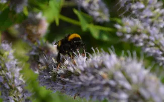 Hummel auf blühenden Kräutern