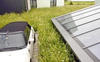 Parkendes Auto auf einem Gründach mit einer blühenden Wiese