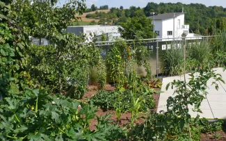 Gemüsegarten auf dem Dach