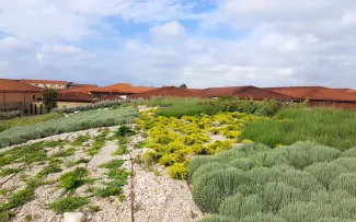 Mediterran begrüntes Dach