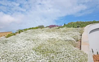 Cerastium tomentosum auf dem Dach