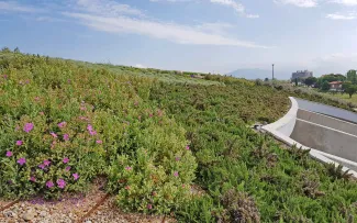 Begrüntes Dach mit Sedum und Kräutern