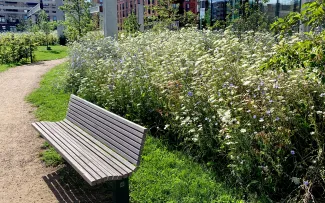 Bank vor blühenden Wiesenblumen