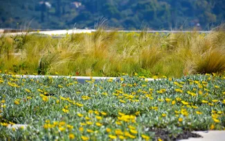 Gründach mit blühenden Mittagsgoldblumen und Ziergräsern