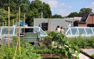 Gemüsegarten, umgeben von Häusern