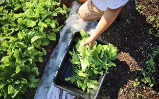 Salat wird geerntet