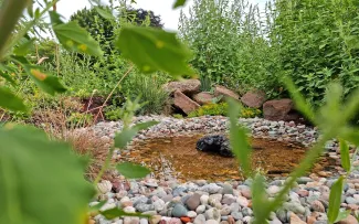 Wasserfläche mit Kies umgeben von Vegetation auf einem Gründach