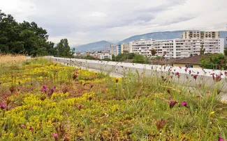 Extensiv begrüntes Dach in der Stadt