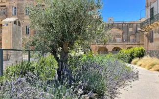 Dachgarten mit Lavendel und Olivenbäumen