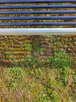 Innovatives „Duo“: Die PV-Röhrenmodule lassen Licht und Wasser durch und bieten den Pflanzen damit optimale Wachstumsbedingungen. Dafür sorgen die Pflanzen für eine kühlere Umgebungstemperatur und steigern den Ertrag. PV-Röhrenmodule