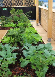 Beste Bedingungen auch für Urban Farming in den Hochbeeten, denn die Pflanzen sind gleichzeitig vor zu intensiver Sonneneinstrahlung geschützt. Urban Farming