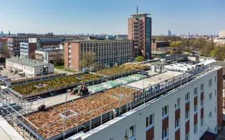 Begrüntes Dach in der Großstadt