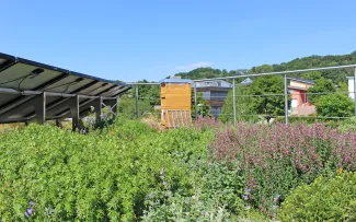 Blühendes Gründach mit Bienenstock und Solar