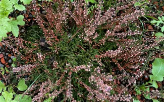 Zur heimischen Flora gehört beispielsweise dieses rosefarbene Heidekraut (Calluna vulgaris). © MATTAK AS Heidekraut