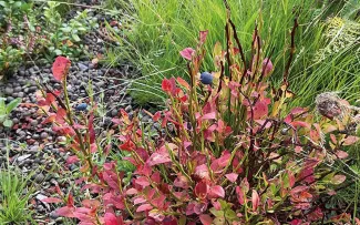 Je artenreicher die Bepflanzung, umso bunter das Bild. Hier stechen die Beeren und rötlichen Blätter der Heidelbeere (Vaccinium myrtillus) hervor. © MATTAK AS Heidelbeerpflanzen