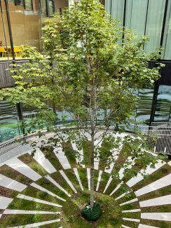 Vom Dach führt eine Treppe in diesen Innenhof mit solitärem Ahornbaum und kreisförmigem Plattenmuster. © MATTAK AS Innenhof mit Baum
