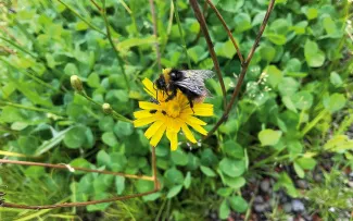 Über die regionaltypische Vegetation, hier das Habichtskraut (Hieracium sp), freuen sich auch die heimischen Insekten. © MATTAK AS Hummel auf Blüte